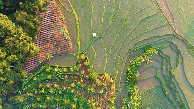Aerial view of lush green rice terraces and agricultural fields in Selomerto, Central Java, Indonesia.
