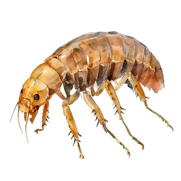 watercolor of Flea, vector clipart, isolated on a white background.