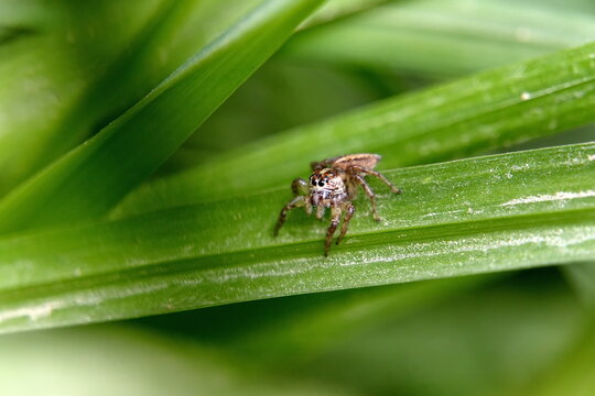 Jumping spider on a bade of grass in the Intag Valley, Cuillaje, Ecuador