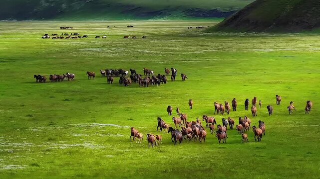 High angle view of a large herd of wild horses running across the vast green grassland of Hulunbuir. Majestic nature landscape in summer.