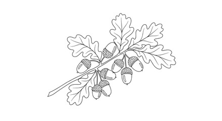 Fototapeta premium Oak tree branch with acorns.