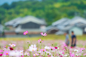 Beautiful cosmos flowers blooming in rural field with traditional Japanese houses and green hill soft bokeh background with copy space