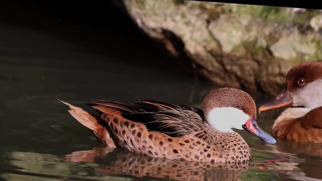 White-cheeked pintail, Anas bahamensis, also known as the Bahama pintail. Wildlife animal.