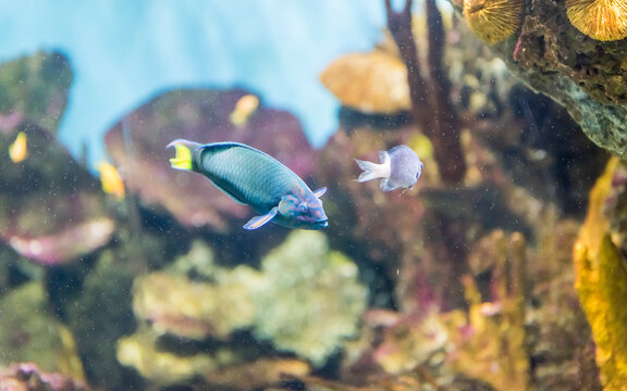 Closeup of a tropical fish in aquarium environment