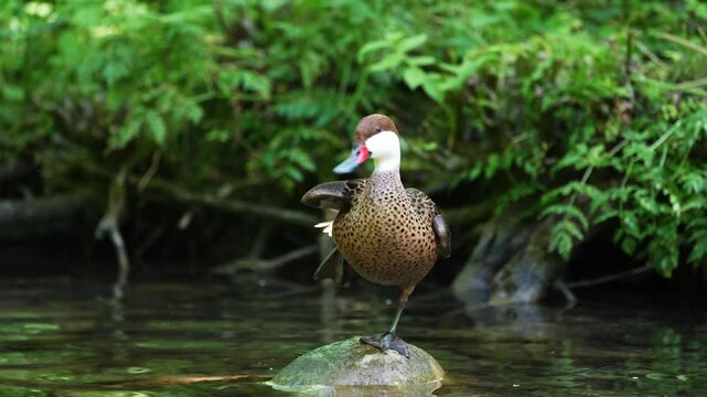 White-cheeked pintail, Anas bahamensis, also known as the Bahama pintail. Wildlife animal.