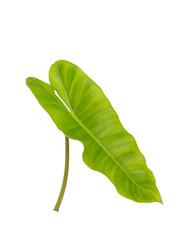 Fresh tropical leaves in bright green tones, isolated on transparent background, elegant nature-inspired composition © Thachakrit