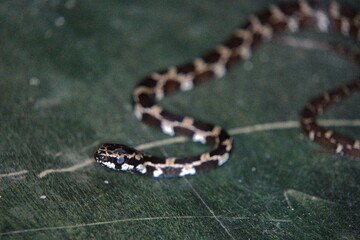 Obraz premium Tiny snake on a leaf in the Intag Valley, Cuillaje, Ecuador