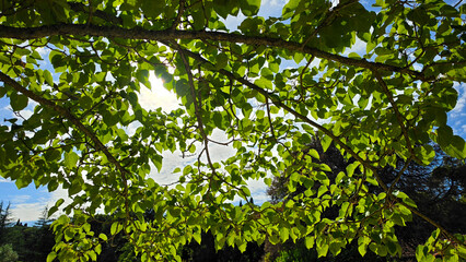 Fototapeta premium Sunlight Through Green Tree Branches with Fresh Leaves