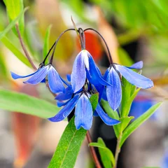 Billardiera heterophylla 'Ultra Blue' summer flowering plant with a blue summertime flower, gardening stock photo image © Tony Baggett
