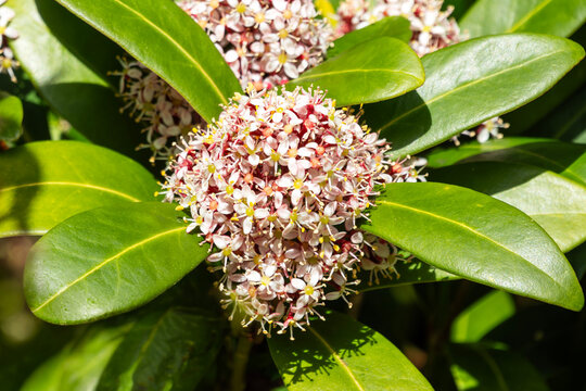 Eriostemon 'Flower Girl Pink' a spring flowering evergreen shrub plant with a pink springtime flower also known as Philotheca myoporoides, gardening stock photo image