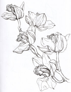 Ilustraci&oacute;n de orqu&iacute;deas en forma de vara o tallo floral, orquideas cymbidium dibujadas a l&iacute;nea con bol&iacute;grafo negro