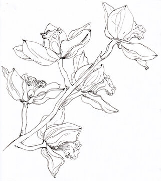 Orqu&iacute;deas ilustradas el forma de vara o tallo floral, orquideas cymbidium dibujadas a l&iacute;nea con bol&iacute;grafo negro
