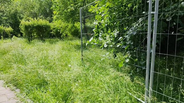 Wire mesh fence with tall grass and foliage for property boundary blogs, security websites, garden clipart, landscape design, and outdoor safety presentations