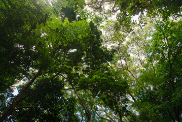 Fototapeta premium Tree Canopies
