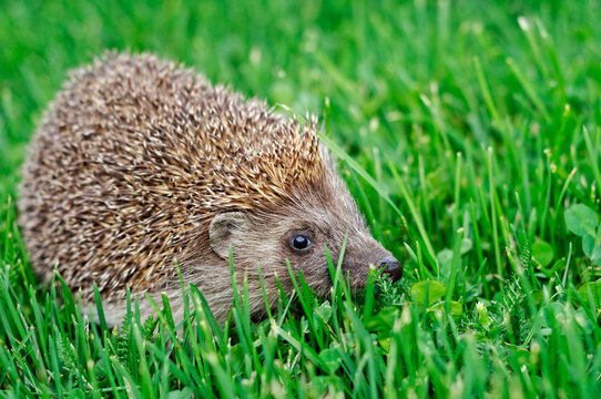 Hedgehog in a garden in England, United Kingdom