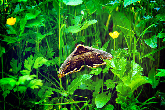 papillon dans les feuilles