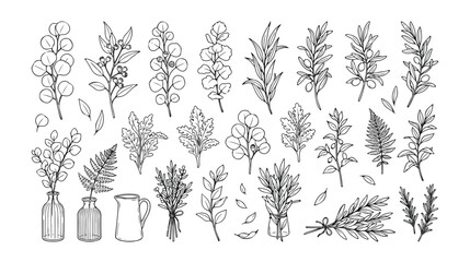 Botanical herb and eucalyptus line art vector set, hand-drawn natural plant illustrations, organic floral elements for branding and packaging, decorative greenery collection © Jamie