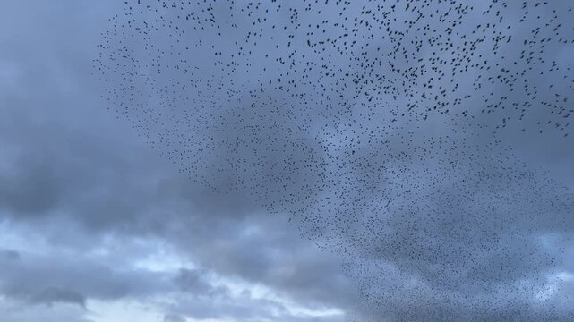 Large flock of birds flying slow motion as starlings in winter murmuration fly in large numbers UK 4K