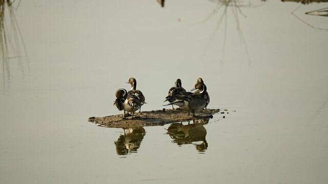 northern pintail ducks floating on still wetland water in gujarat india