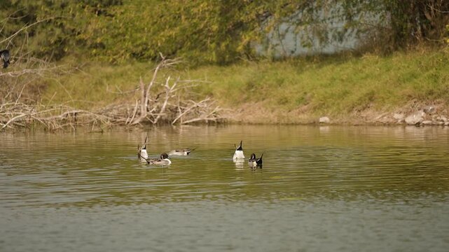 northern pintail ducks floating on still wetland water in gujarat india