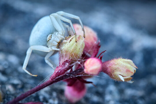Ver&auml;nderliche Krabbenspinne ( Misumena vatia ).