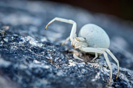 Ver&auml;nderliche Krabbenspinne ( Misumena vatia ).