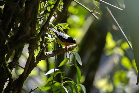 Tropical parula (Setophaga pitiayumi) perched in a bush in the Intag Valley, Cuillaje, Ecuador