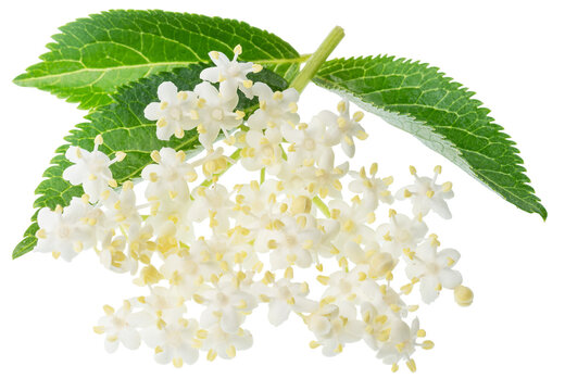 Fresh white elderberry blossom with elderberry green leaves isolated on a white background. Herbal medicinal tea ingredient.
