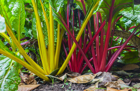 Close-up shot of vibrant chard or rhubarb plants with bright yellow and red stalks and lush green leaves in a garden bed.