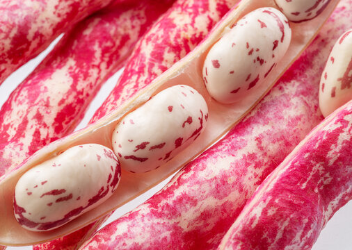 Borlotti bean or cranberry bean pods and open bean pod close up.