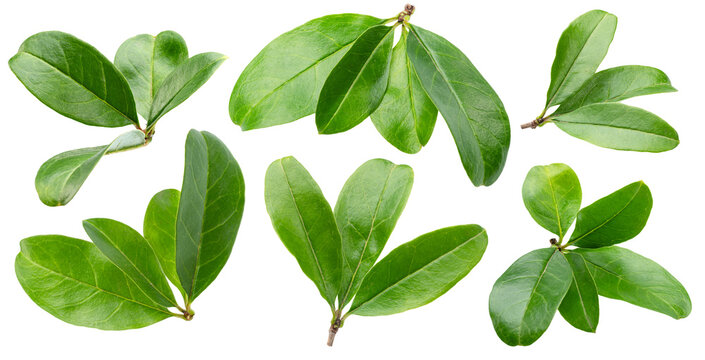 Fresh green pomegranate leaves and branches isolated on a white background.