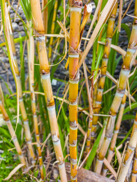 High-angle close-up view of fresh green and yellow sugar cane stalks growing tightly in a field plantation.