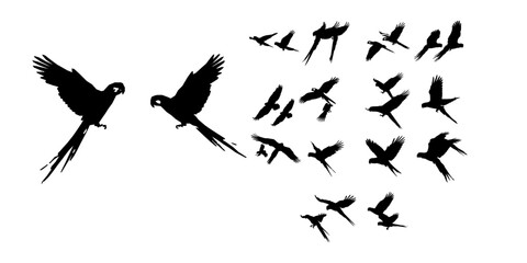 Pair Of Macaws In Flight Silhouette © 99___Designer