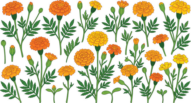 Marigold Flower Vector Element Set with Orange and Yellow Blossoms Buds Leaves and Sprouts for Autumn Decorative Patterns and Botanical Designs
