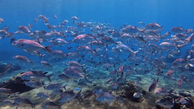 Bigeye Trevally School Swimming Above Sandy Reef