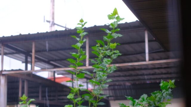 Green plants grow under metal roof structure. Rain falls softly around them. Urban nature thrives in industrial spaces. Perfect for environmental or urban development themes