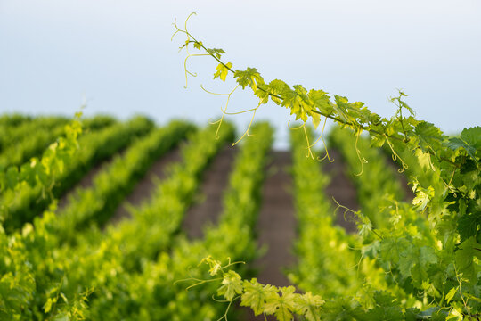 Grapevine branches with fresh green leaves and tendrils stretching across a vineyard on a sunny day. Viticulture and wine production