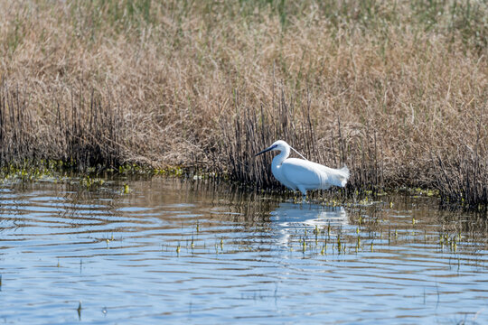 little egret near Salamaghe lagoon shore at Mediterranean coast, near Budoni, Italy