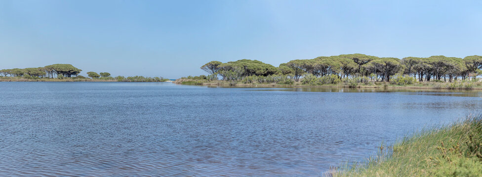 pine grove on Salamaghe lagoon shore at Mediterranean coast, near Budoni, Italy