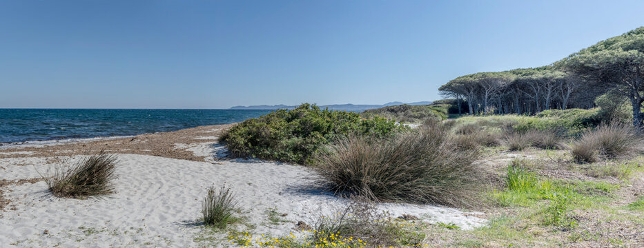 vegetation on sand dunes at Salamaghe cove on Mediterranean coast, near Budoni, Italy