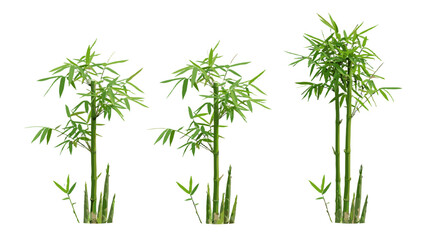 Fototapeta premium Three bamboo plant clusters isolated on white background