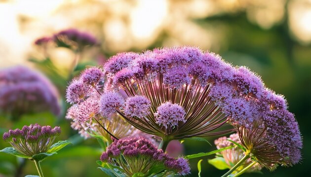 Eupatorium Blooms In The Garden