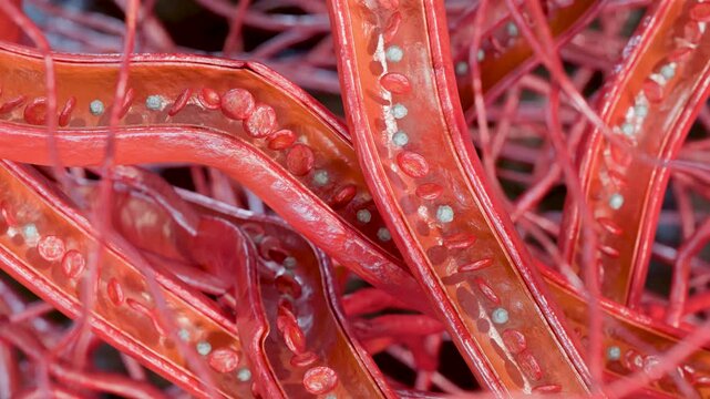 Blood Flow in Human Capillaries and Microcirculation, Red and White Blood Cells Moving Through small Vessels, Erythrocytes and Leukocytes Moving Through Microvasculature, 3d render	

