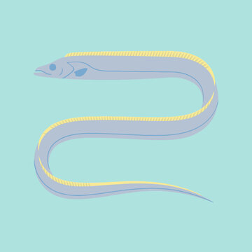 A long silver ribbonfish swims in a curved shape