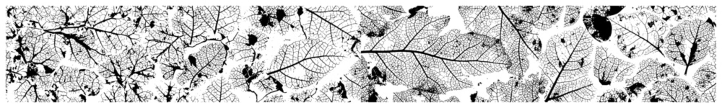 Skeletal autumn leaves horizontal banner pattern in detailed vintage sketch style