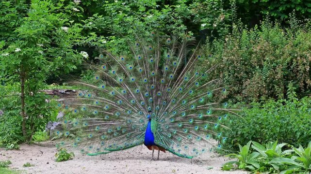 The Indian peafowl or blue peafowl, Pavo cristatus is a large and brightly coloured bird, is a species of peafowl native to South Asia, but introduced in many other parts of the world.