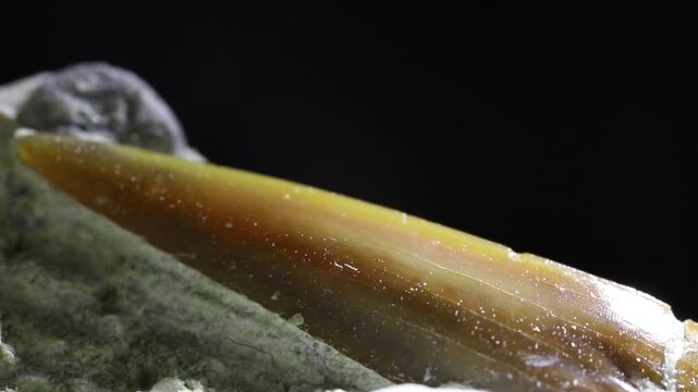 Shark tooth fossil in situ. Jurassic shark Sphenodus Longidens. Extreme macro, close up