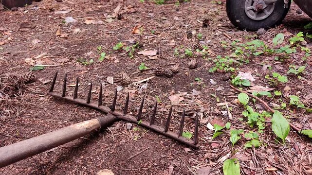 Metal garden rake lying on ground near wheelbarrow, outdoor landscaping tools and maintenance concept.