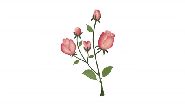 Watercolor floral with pink rose buds and green leaves. Perfect for greeting cards, wedding invitations, and stationery designs.