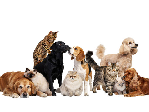 Diverse group of dogs and cats posed together on a black isolated on png transparent background isolated on a transparent background
